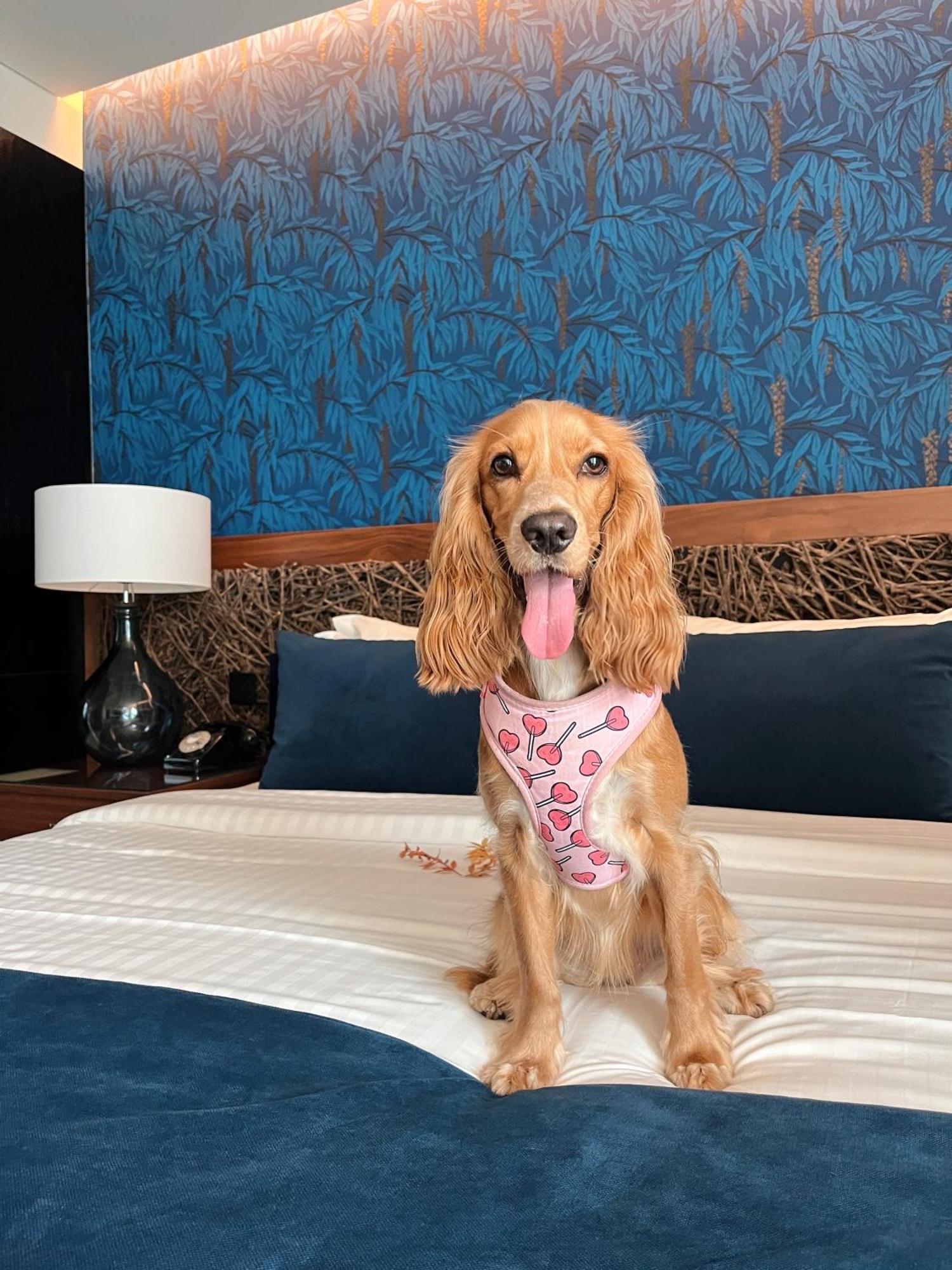 Hotel Cotto Do Gatto 폰테다바카 외부 사진